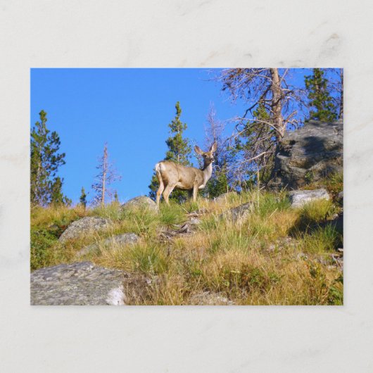 Rocky Mountain Deer Briefkaart (Voorkant)