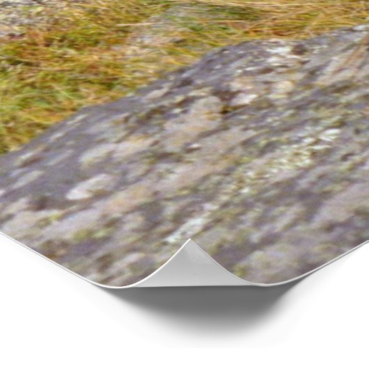 Rocky Mountain Deer Poster (Hoek)