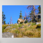 Rocky Mountain Deer Poster (Voorkant)