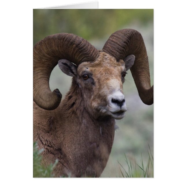 Rocky Mountain-dikhoornschaap-ram (Voorkant)