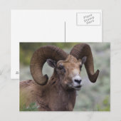 Rocky Mountain-dikhoornschaap-ram Briefkaart (Voorkant / Achterkant)