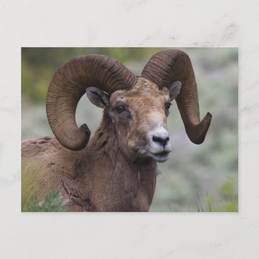 Rocky Mountain-dikhoornschaap-ram Briefkaart (Voorkant)