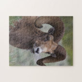 Rocky Mountain-dikhoornschaap-ram Legpuzzel (Horizontaal)