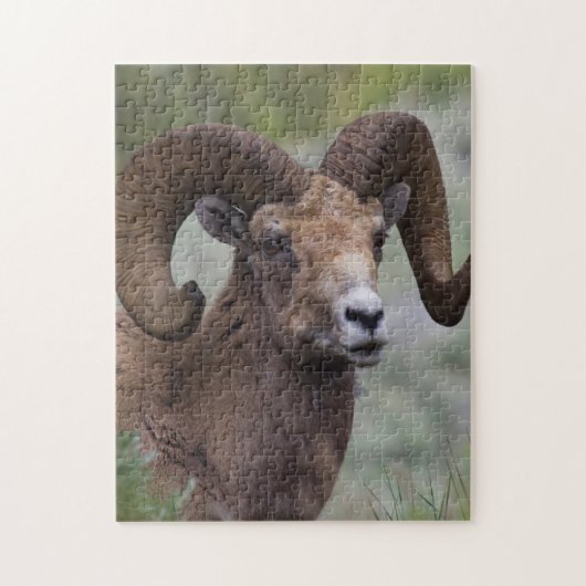 Rocky Mountain-dikhoornschaap-ram Legpuzzel (Verticaal)