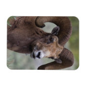 Rocky Mountain-dikhoornschaap-ram Magneet (Horizontaal)