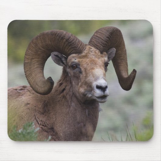Rocky Mountain-dikhoornschaap-ram Muismat (Voorkant)