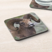 Rocky Mountain-dikhoornschaap-ram Onderzetter (Linkerzijde)