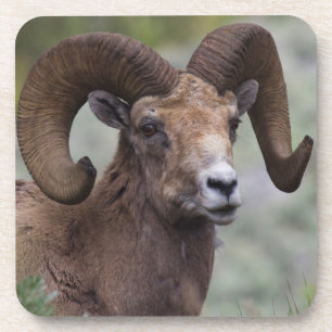 Rocky Mountain-dikhoornschaap-ram Onderzetter