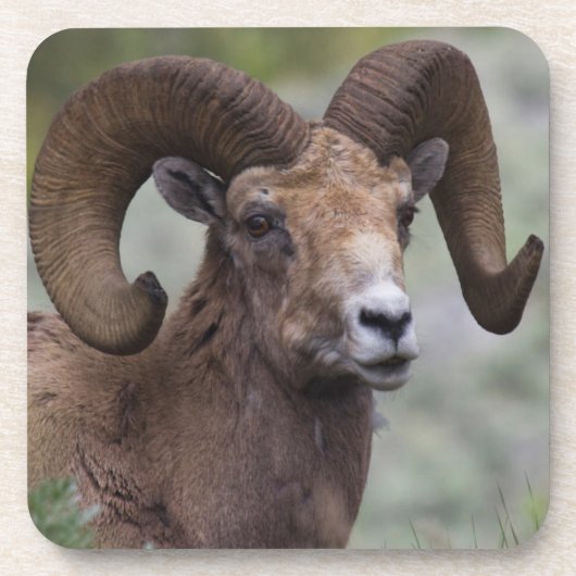 Rocky Mountain-dikhoornschaap-ram Onderzetter (Voorkant)