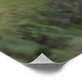 Rocky Mountain-dikhoornschaap ram Poster (Hoek)