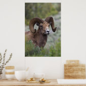Rocky Mountain-dikhoornschaap ram Poster (Keuken)