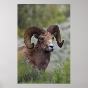 Rocky Mountain-dikhoornschaap ram Poster
