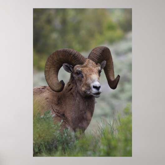 Rocky Mountain-dikhoornschaap ram Poster (Voorkant)