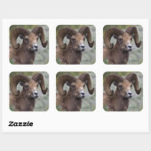 Rocky Mountain-dikhoornschaap ram Vierkante Sticker (Vel)