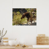 Rocky Mountain Eland Poster (Keuken)