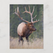 Rocky Mountain Elk Briefkaart (Voorkant)
