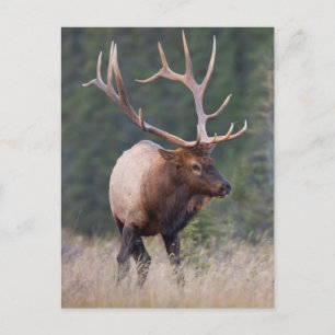 Rocky Mountain Elk Briefkaart