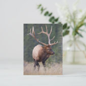 Rocky Mountain Elk Briefkaart (Staand voorkant)