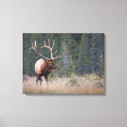 Rocky Mountain Elk Canvas Afdruk (Voorkant)