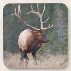 Rocky Mountain Elk Drankjes Onderzetter