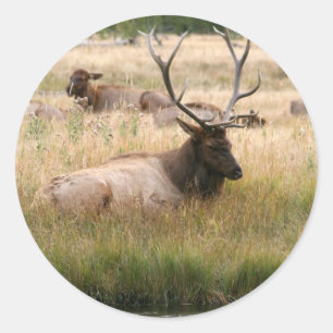 Rocky Mountain Elk in de Grass Ronde Sticker