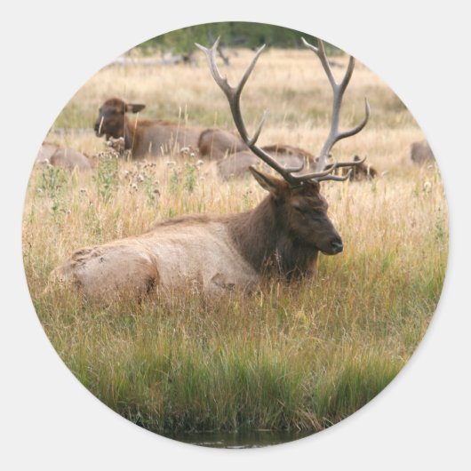 Rocky Mountain Elk in het gras Ronde Sticker (Voorkant)