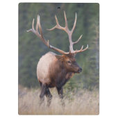 Rocky Mountain Elk Klembord (Achterkant)