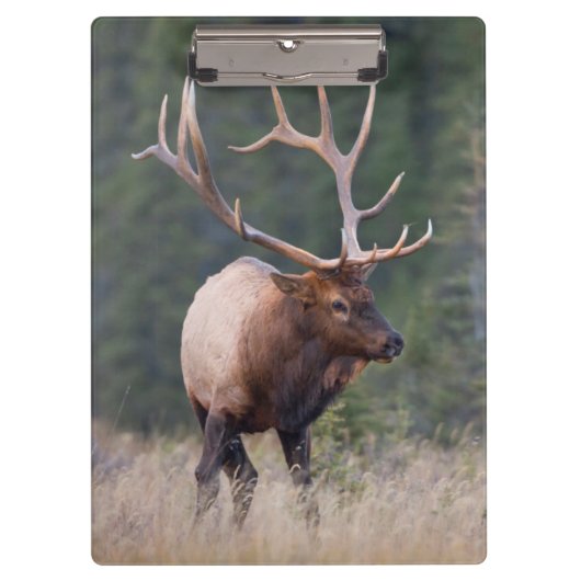 Rocky Mountain Elk Klembord (Voorkant)