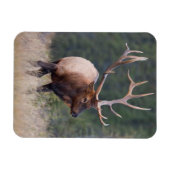 Rocky Mountain Elk Magneet (Horizontaal)