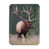 Rocky Mountain Elk Magneet (Verticaal)