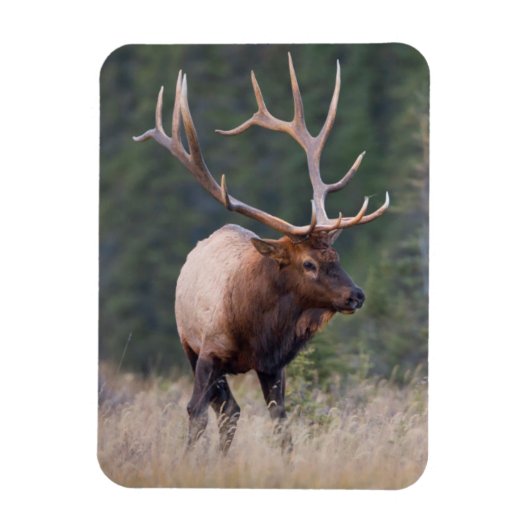 Rocky Mountain Elk Magneet (Verticaal)