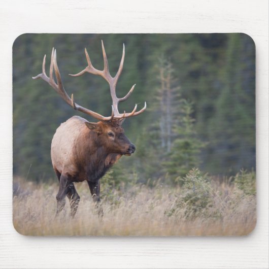 Rocky Mountain Elk Muismat (Voorkant)