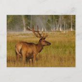 Rocky Mountain Elk | Nationaal Park Yellowstone Briefkaart (Voorkant)