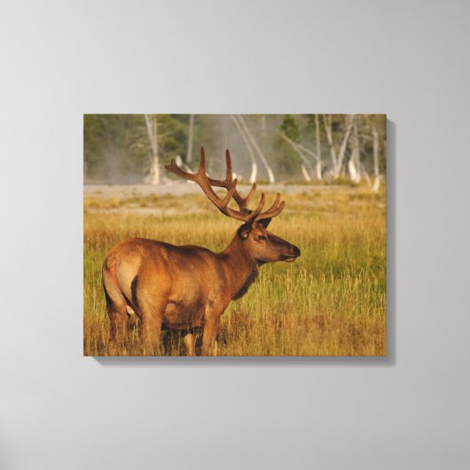 Rocky Mountain Elk | Nationaal Park Yellowstone Canvas Afdruk (Voorkant)
