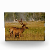 Rocky Mountain Elk | Nationaal Park Yellowstone Fotoblokken (Voorkant)