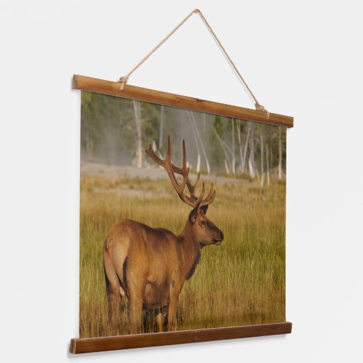 Rocky Mountain Elk | Nationaal Park Yellowstone Hangend Wandkleed (Gebogen)