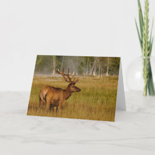 Rocky Mountain Elk Nationaal Park Yellowstone Kaart