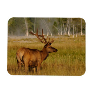 Rocky Mountain Elk   Nationaal Park Yellowstone Magneet