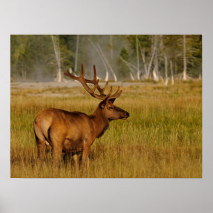 Rocky Mountain Elk Nationaal Park Yellowstone Poster