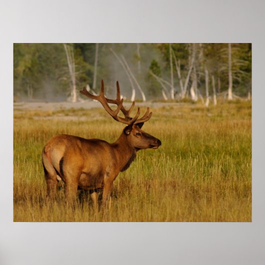 Rocky Mountain Elk | Nationaal Park Yellowstone Poster (Voorkant)