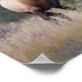 Rocky Mountain Elk Poster (Hoek)