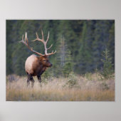Rocky Mountain Elk Poster (Voorkant)