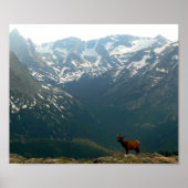 Rocky Mountain Elk Poster (Voorkant)