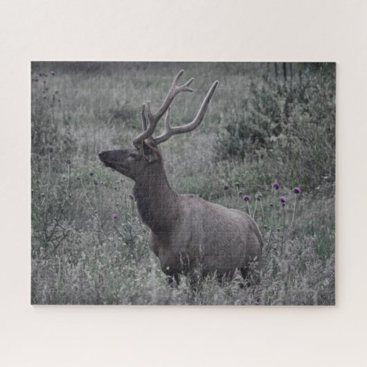 Rocky Mountain Elk - RMNP - 16x20 - 520 pcs Legpuzzel (Horizontaal)