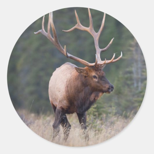 Rocky Mountain Elk Ronde Sticker (Voorkant)