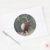 Rocky Mountain Elk Ronde Sticker (Envelop)