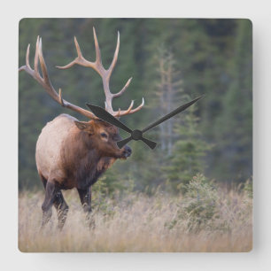 Rocky Mountain Elk Vierkante Klok