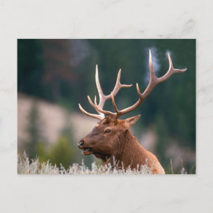 Rocky Mountain Elk Yellowstone National Park Briefkaart