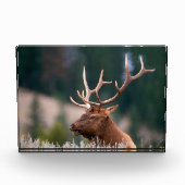 Rocky Mountain Elk Yellowstone National Park Fotoblokken (Voorkant)
