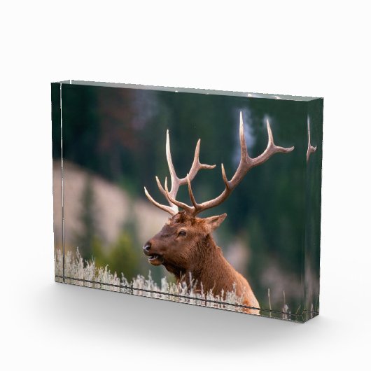 Rocky Mountain Elk Yellowstone National Park Fotoblokken (Rechts)